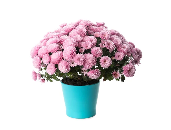 白色背景的盆栽中 美丽的粉红色菊花 — 图库照片