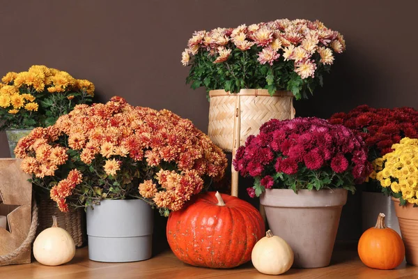 Kahverengi duvarın yanında güzel taze kasımpatı çiçekleri ve balkabakları