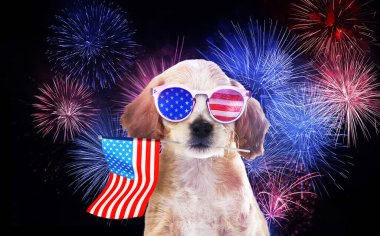 4 Temmuz - ABD 'nin Bağımsızlık Günü. Güneş gözlüklü şirin bir köpek ve havai fişekli siyah arka planda Amerikan bayrağı. 