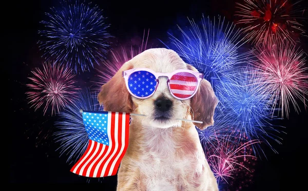 Julho Dia Independência Dos Eua Cão Bonito Com Óculos Sol — Fotografia de Stock
