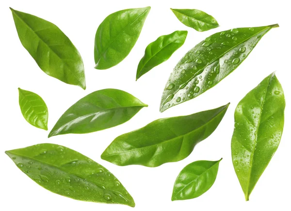 Set Fresh Green Leaves White Background — Stock Photo, Image