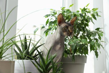 Sphynx kedisi pencere eşiğinde, ev bitkilerinin yanında.