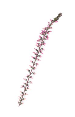 Beyaz üzerine izole edilmiş güzel çiçekleri olan fundalık.