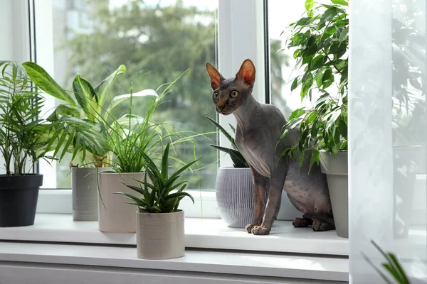 Sphynx Cat Jendela Dekat Rumah Tanaman Dalam Ruangan — Stok Foto