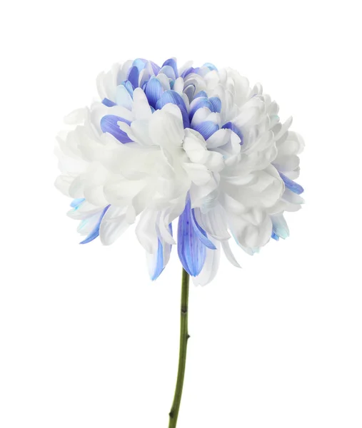 白に孤立した美しい菊の花 — ストック写真