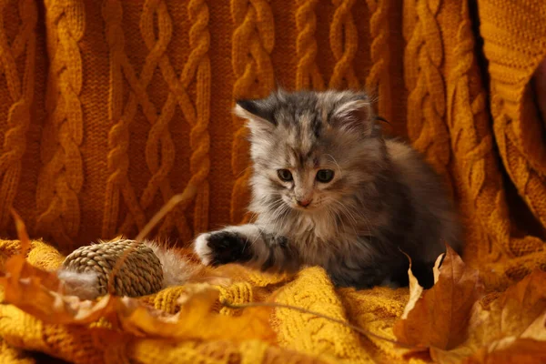 Cute Kitten Toy Autumn Leaves Orange Knitted Blanket — Stock Photo, Image