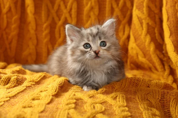 Cute Kitten Orange Knitted Blanket Baby Animal — Stock Photo, Image