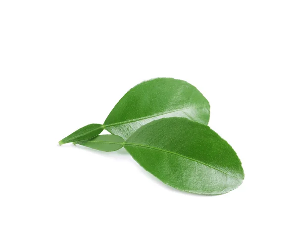 白を背景にしたベルガモットの緑の葉 — ストック写真