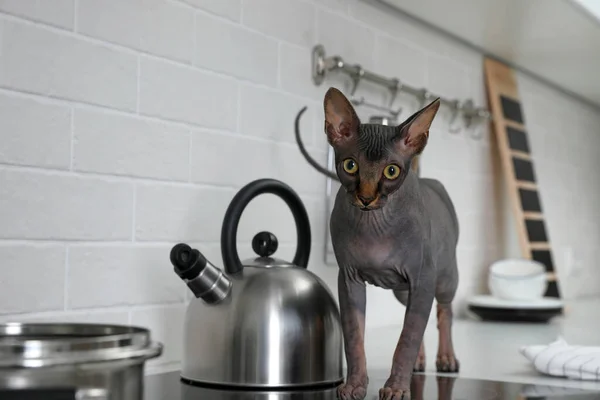 Sphynx cat on kitchen countertop at home