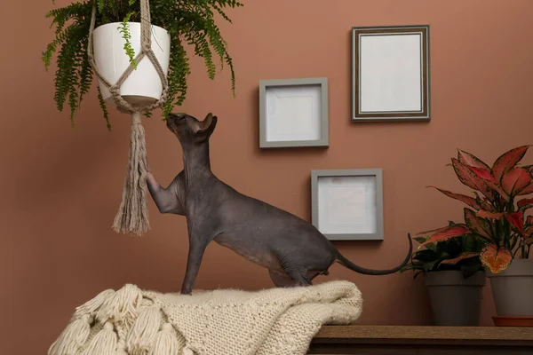 Nieuwsgierige Sphynx Kat Spelen Met Opknoping Kamerplant Thuis — Stockfoto