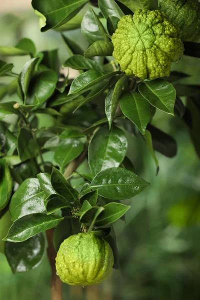 Vista Primer Plano Del Árbol Bergamota Con Frutas Aire Libre —  Fotos de Stock