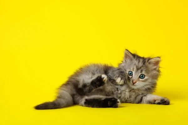 Roztomilé Kotě Žlutém Pozadí Mezera Pro Text — Stock fotografie