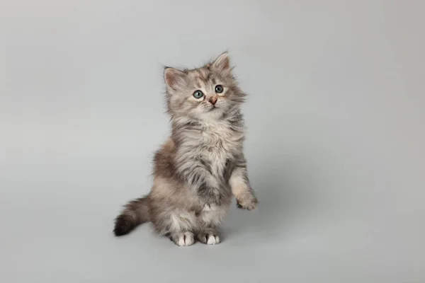 明るい灰色の背景に美しい子猫 かわいいペット — ストック写真