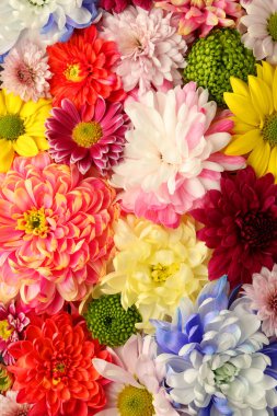 Arka plan olarak birçok güzel kasımpatı, yakın plan