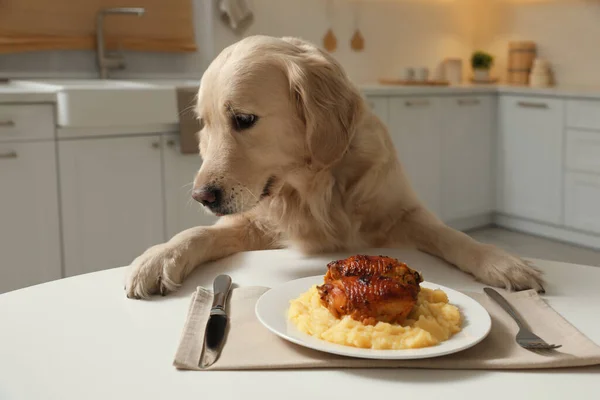 Roztomilý Legrační Pes Sedí Stolu Jídlem Kuchyni — Stock fotografie