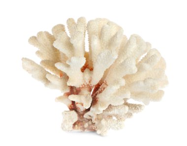 Güzel egzotik deniz mercanı beyaza izole edilmiş.