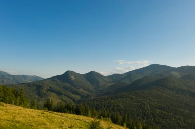 Güneşli bir günde ormanın ve güzel kozalaklı ağaçların havadan görünüşü.