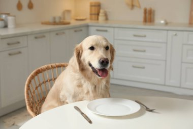 Mutfakta boş tabakla masada yemek bekleyen sevimli aç köpek.