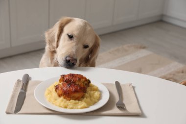 Mutfaktaki masadan mal sahibinin yemeğini çalmaya çalışan sevimli köpek.