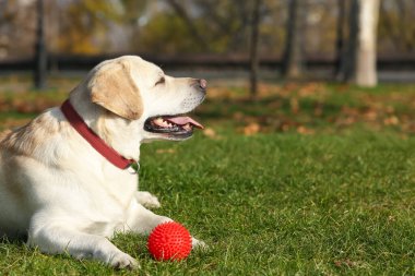 Sarı Labrador ve top güneşli bir günde parkta yatıyor. Metin için boşluk