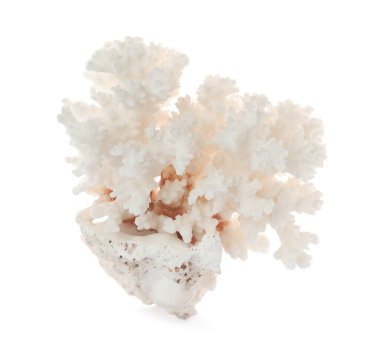 Güzel egzotik deniz mercanı beyaza izole edilmiş.