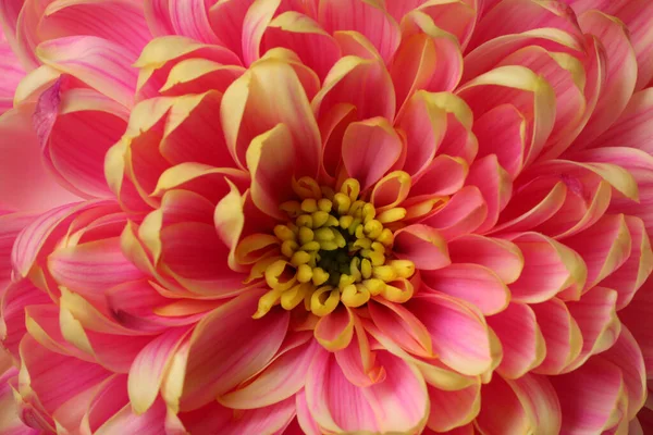 Красива Квітуча Квітка Хризантеми Фон Крупним Планом — стокове фото