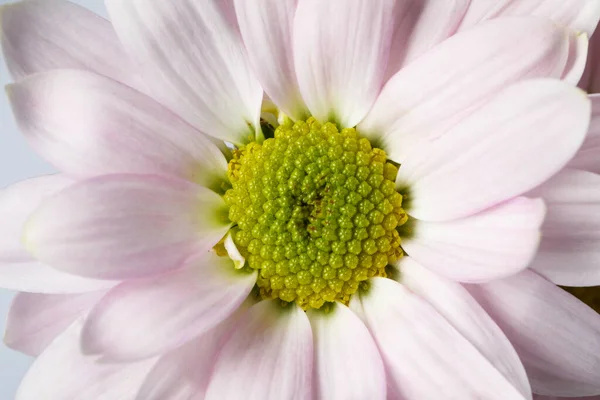 Schöne Blühende Chrysanthemenblume Als Hintergrund Nahaufnahme — Stockfoto