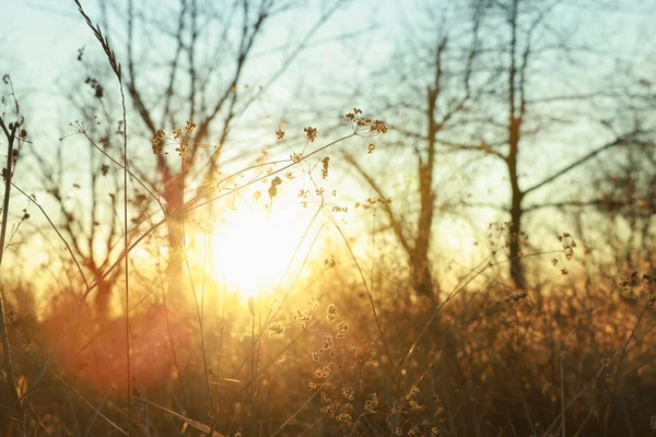 Vacker Vild Växt Utomhus Vid Solnedgången Närbild — Stockfoto