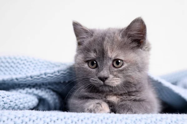 Niedliches Flauschiges Kätzchen Hellblauer Strickdecke Vor Weißem Hintergrund — Stockfoto