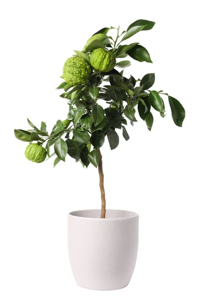 Árvore Bergamota Com Frutas Vaso Fundo Branco — Fotografia de Stock