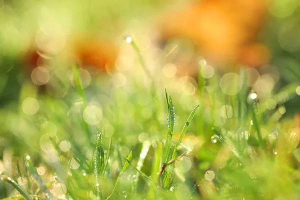 Grönt Gräs Med Morgondagg Utomhus Närbild — Stockfoto