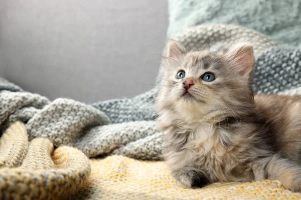 Örgü Örmüş Şirin Bir Kedi Yavrusu Yavru Hayvan — Stok fotoğraf