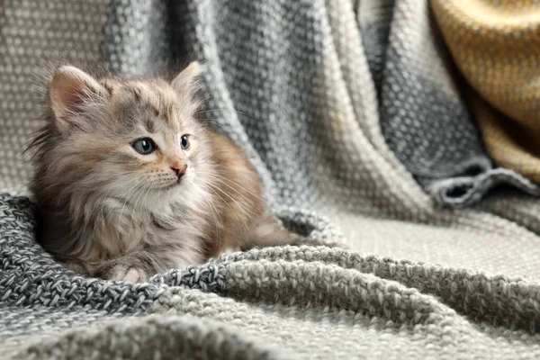 Cute Kitten Knitted Blanket Space Text — Stock Photo, Image