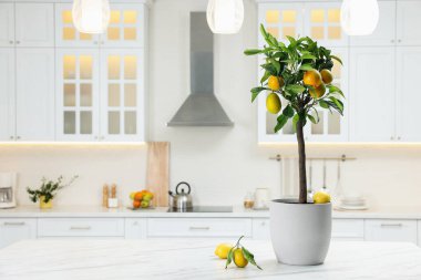 Mutfak tezgahında limon ağacı ve olgun meyveler, metin için yer var.