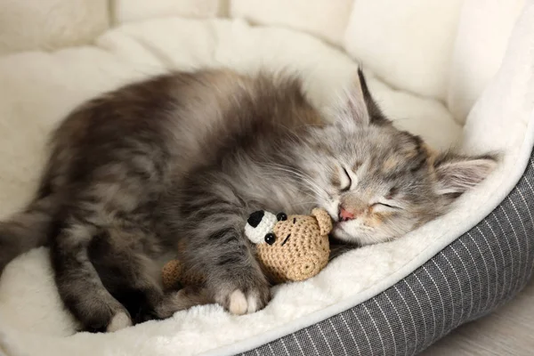 Cute Fluffy Kitten Toy Sleeping Pet Bed — 图库照片