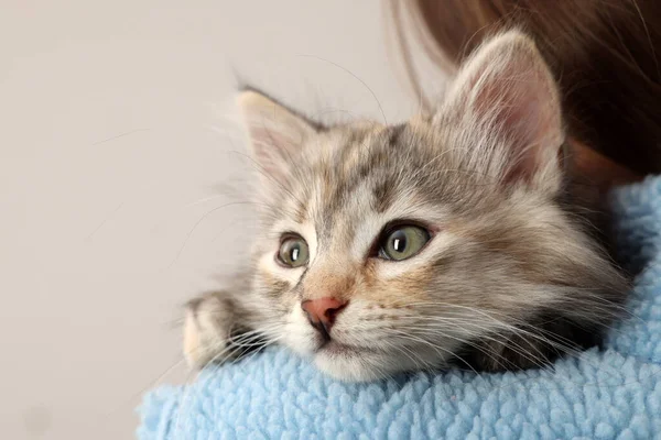 Cute Fluffy Kitten Owner Shoulder Light Background Closeup — Stock Photo, Image