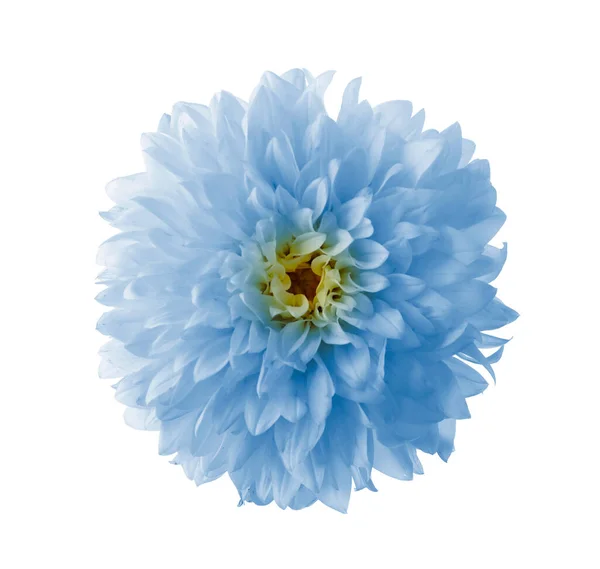 Beautiful Light Blue Dahlia Flower White Background — стоковое фото