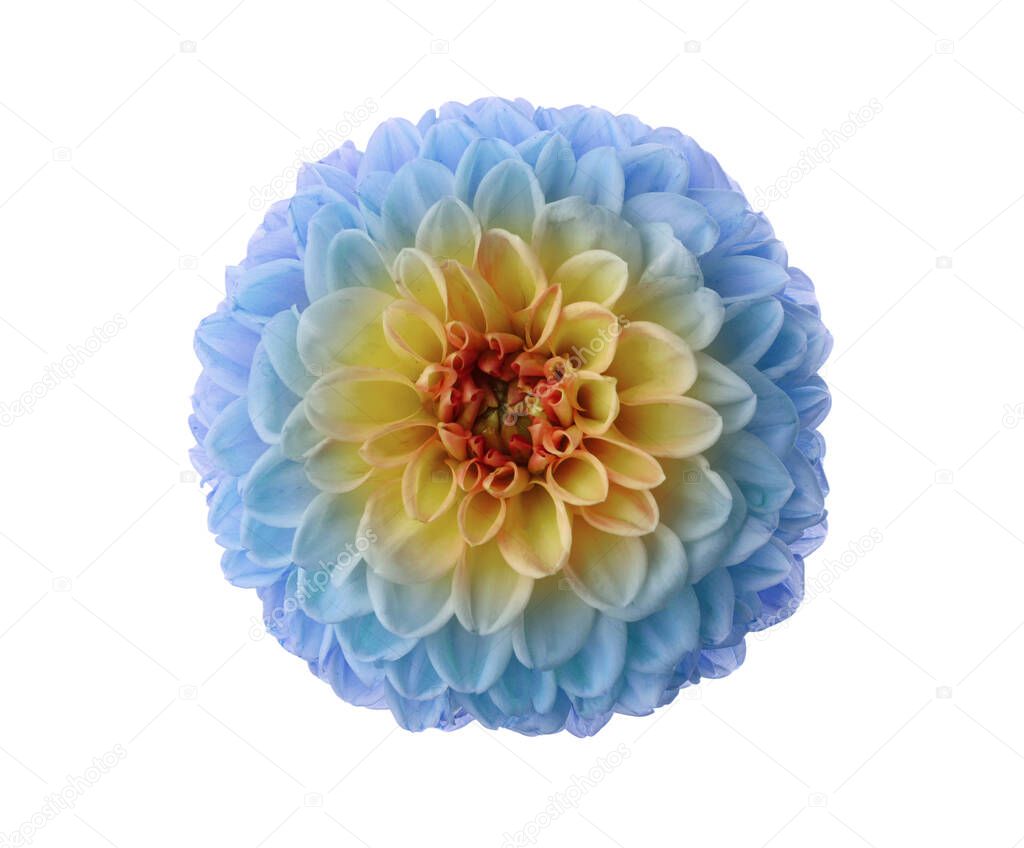 Beautiful light blue and yellow dahlia flower on white background