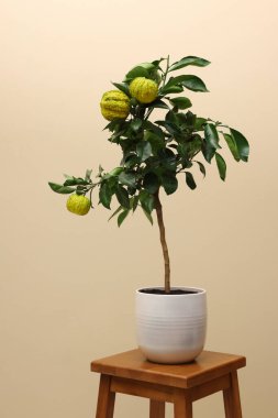 Minimalist iç tasarım için fikir. Bej arka planda, ahşap masada meyveleri olan küçük bir bergamot ağacı.