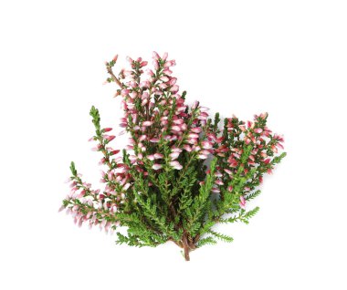 Beyaz arka planda güzel çiçekleri olan fundaların dalları, üst manzara