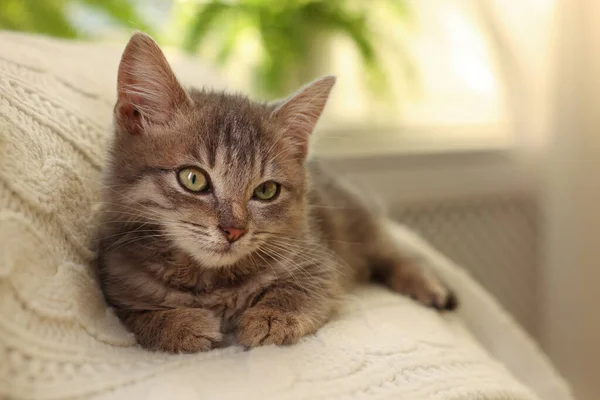 Cute Grey Kitten White Blanket Home Adorable Pet — Stockfoto