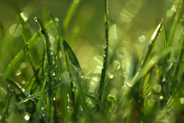 Grünes Gras Mit Morgentau Freien Nahaufnahme — Stockfoto