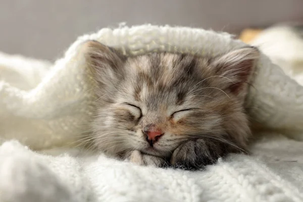 Gatinho Bonito Dormindo Cobertor Malha Branca — Fotografia de Stock