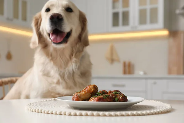 かわいい空腹の犬のプレートの前に座って揚げ肉を屋内で — ストック写真