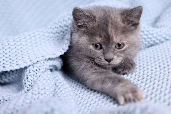 Niedliches Flauschiges Kätzchen Hellblauer Strickdecke — Stockfoto
