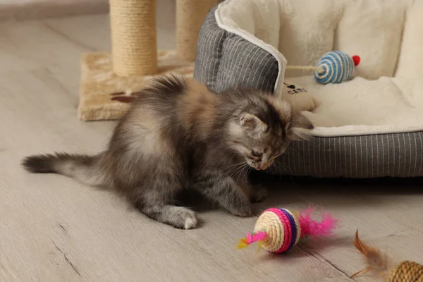 귀여운 고양이 집에서 장난감을 가지고 — 스톡 사진