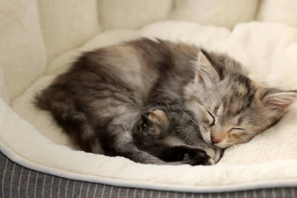 Gatinho Fofo Bonito Dormindo Cama Estimação — Fotografia de Stock