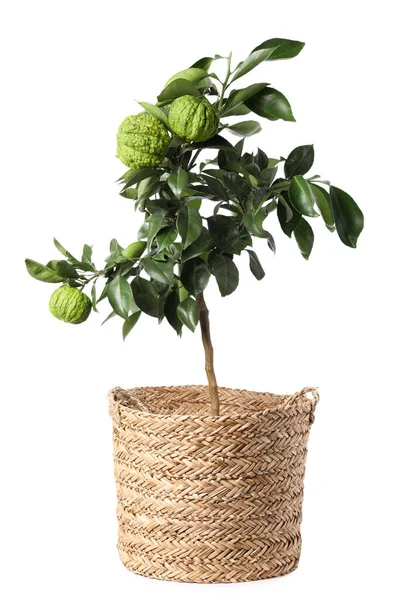 Bergamot Tree Fruits Pot White Background — Stockfoto