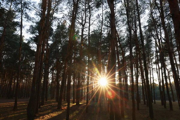 Bela Vista Sol Brilhando Através Árvores Floresta Coníferas Pôr Sol — Fotografia de Stock
