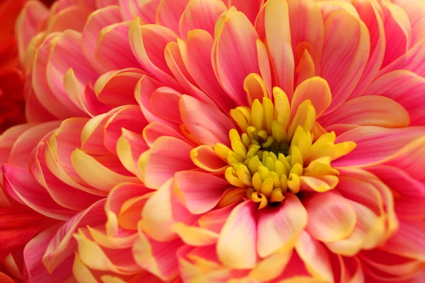 Schöne Blühende Chrysanthemenblume Als Hintergrund Nahaufnahme — Stockfoto